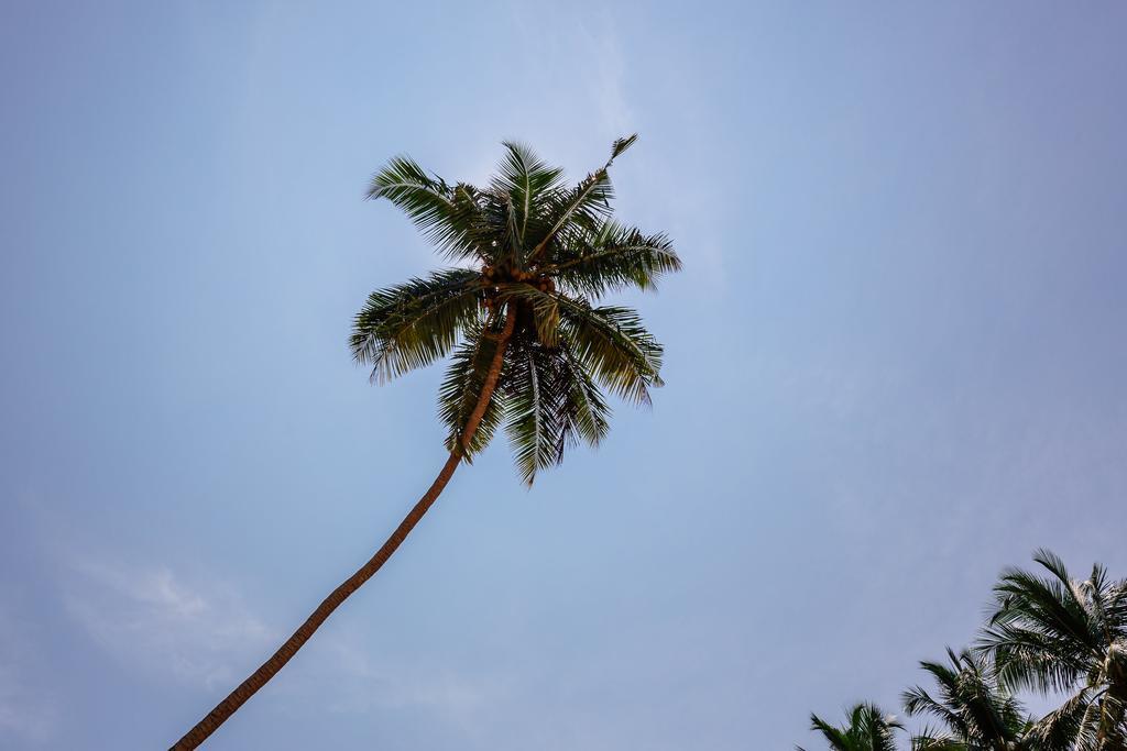 Blue Parrot Beach Villa Ambalangoda (Galle) Exterior foto